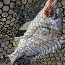 広島チニング超ランガンでツツツ抜け達成!