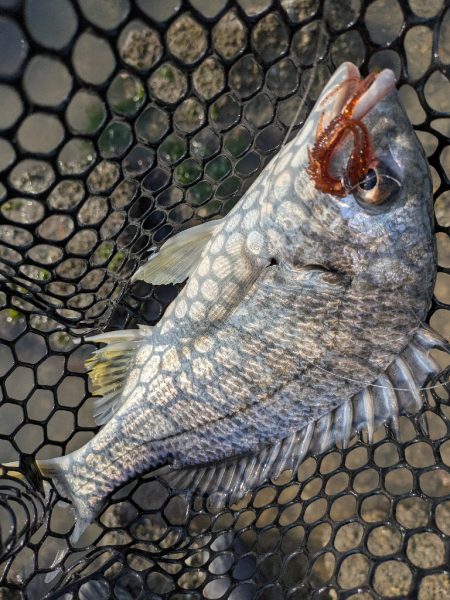 広島チニング超ランガンでツツツ抜け達成!