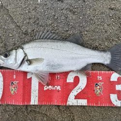 ヒラセイゴ爆釣！