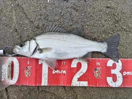 ヒラセイゴ爆釣！