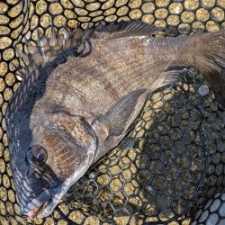 太田川放水路で1日チニング！