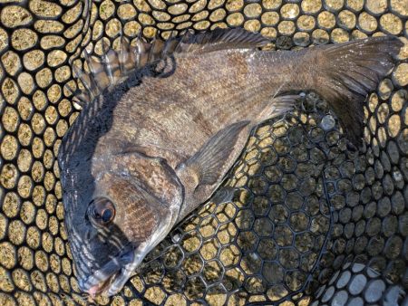 太田川放水路で1日チニング！