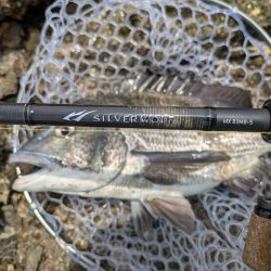 シルバーウルフMX83入魂チニング