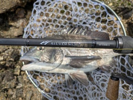 シルバーウルフMX83入魂チニング