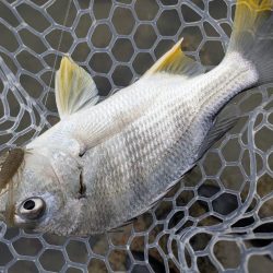 広島雨中チニング！