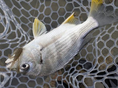 広島雨中チニング！