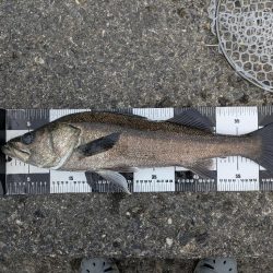 広島チニングでナイスシーバス!