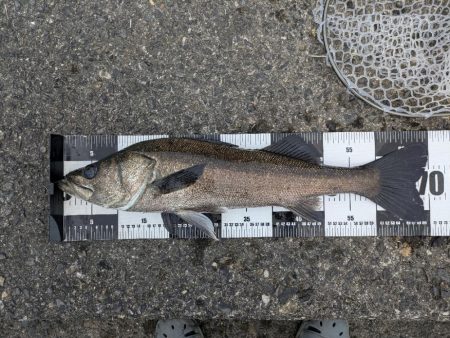 広島チニングでナイスシーバス!