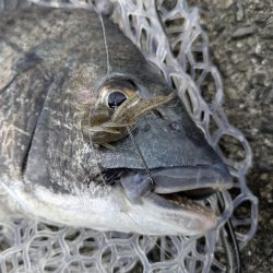 超好調広島チニングで34枚!