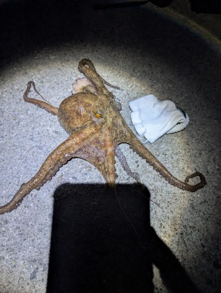 イカあきらめてタコ