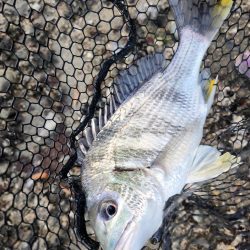 新規開拓チニング