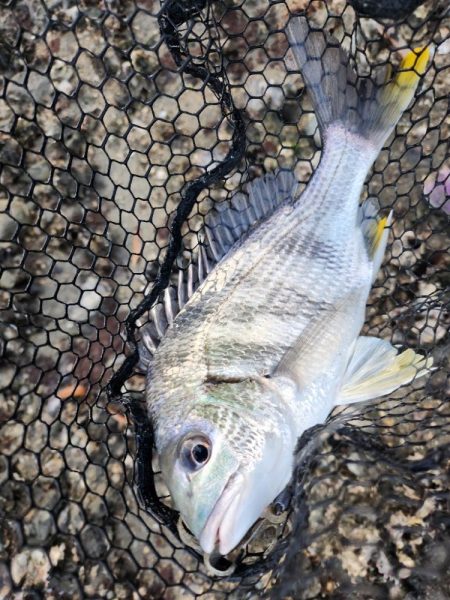 新規開拓チニング