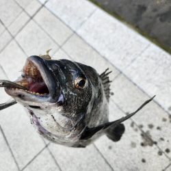 雨の合間チニング