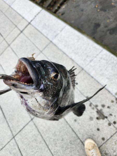 雨の合間チニング