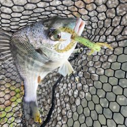 市内河川チニング