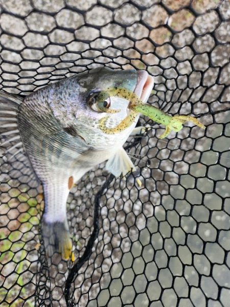 市内河川チニング