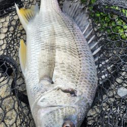 しごおわチニング