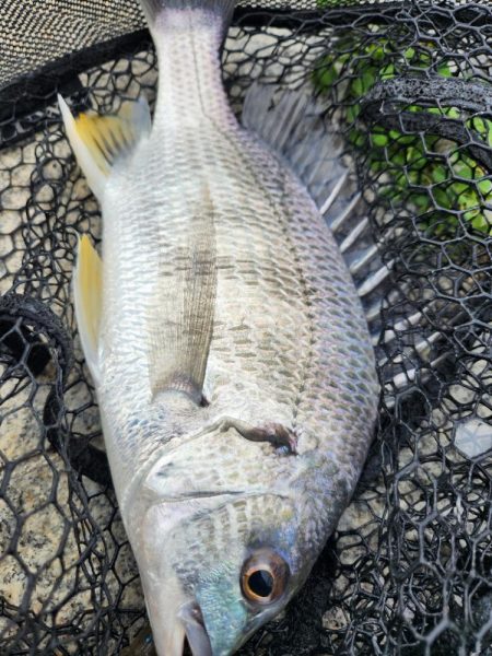 しごおわチニング