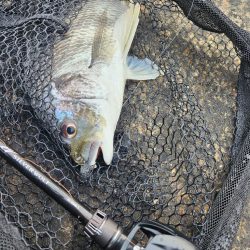 しごおわチニング