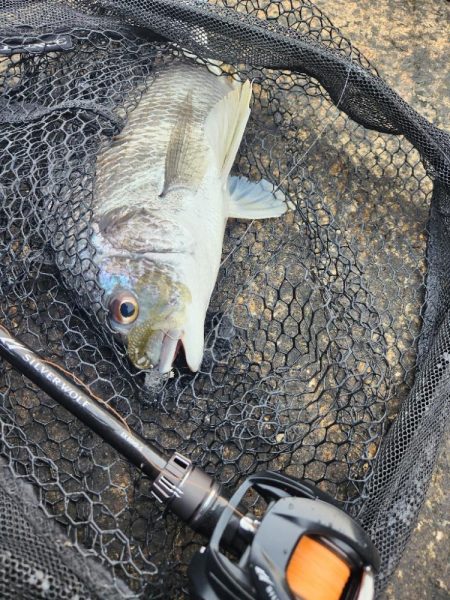 しごおわチニング