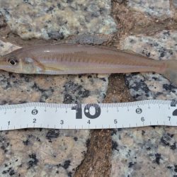 シロギス、シーズン入りました