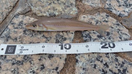 シロギス、シーズン入りました