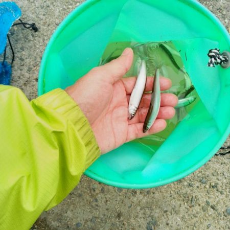 稚鮎釣り