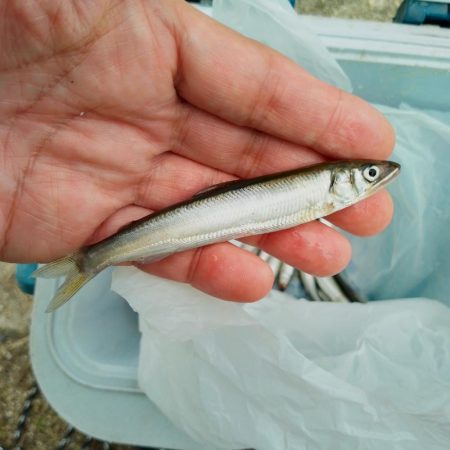 稚鮎釣り