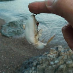 日曜日は駄目よ。