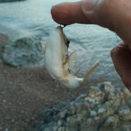 日曜日は駄目よ。