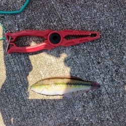 今年の鳥取遠征は不発