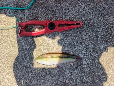 今年の鳥取遠征は不発