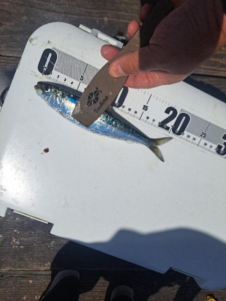 爆釣イワシ釣り