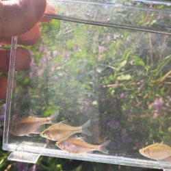 強風のバラタナゴ釣り