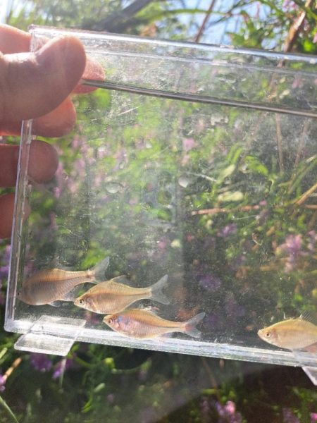 強風のバラタナゴ釣り