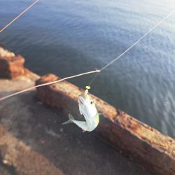 近場の小魚調査