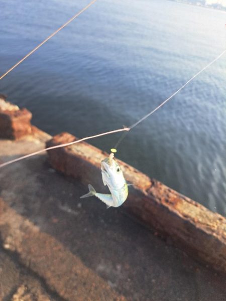 近場の小魚調査