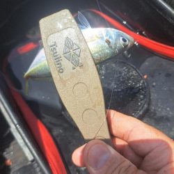 活性低い小アジ釣り