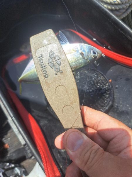 活性低い小アジ釣り