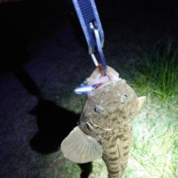 マゴチ、シーバス、チヌ