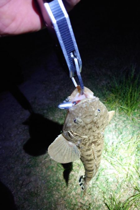 マゴチ、シーバス、チヌ