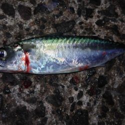 淡路島アジング