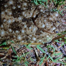 マゴチ、ヒラメ