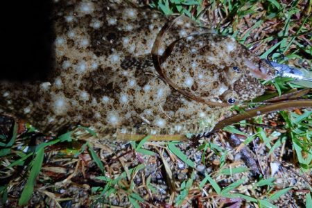 マゴチ、ヒラメ