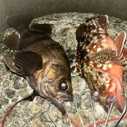 メバル、カサゴ（お）