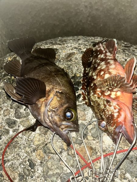 メバル、カサゴ（お）