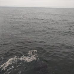 マゴチ1匹、バラシ2