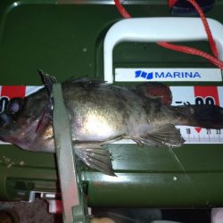 メバリング予定がアジングに…