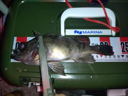 メバリング予定がアジングに…