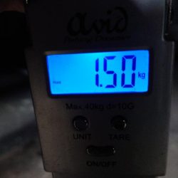 モンゴイカ釣り